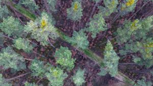 Viele vor wenigen Jahren gepflanzte Buchen stehen mit braunen Blättern in Bodennähe in einem über die nächsten zwei Jahrzehnte absterbenden Kiefernwald im bayrischen Rohr. Foto: dpa/Daniel Löb