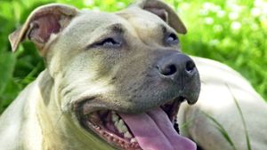 Ein Hund der Rasse American Staffordshire Terrier Foto: dpa