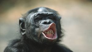 Ein Bonobo bleckt die Zähne. Foto: Imago/Blickwinkel