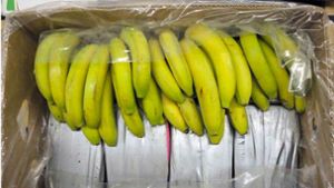 Von Drogenschmugglern immer wieder gern benutzt: Kokain, versteckt in Bananenkisten. Hier bei einem Fund in Baden-Württemberg. Foto: dpa/Landeskriminalamt Baden-Württem