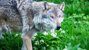 Knapp 150 Jahre lang galt der Wolf in Deutschland als ausgestorben. Foto: picture alliance/dpa/Christophe Gateau