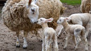 Pünktlich zu Ostern sind Lämmer in der Wilhelma geboren. Im Bild die Boder-Leicester Schafe mit Ohren wie Osterhasen. Foto: Wilhelma