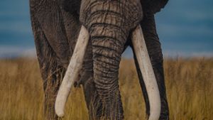 Rund 350 000 Elefanten leben noch in Afrika in freier Wildbahn. Jedes Jahr werden nach Schätzungen des WWF 20 000 von ihnen wegen ihres Elfenbeins gewildert. Foto: © Donal Boyd/IFAW