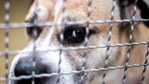 Hund „Chico“ war nach der tödlichen Attacke im Tierheim in Hannover untergebracht. Foto: dpa