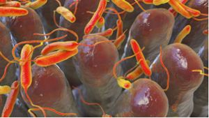 Die 3D-Darstellung illustriert, wie sich Cholera-Bakterien im menschlichen Darm ausbreiten. Foto: Imago/Science Photo Library