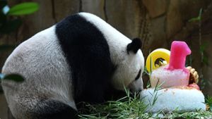 Der zehnte Geburtstag der Panda-Dame wird mit einer Eistorte versüßt. Foto: AFP