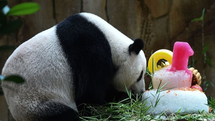 Eine Eistorte für Panda-Dame Liang Liang