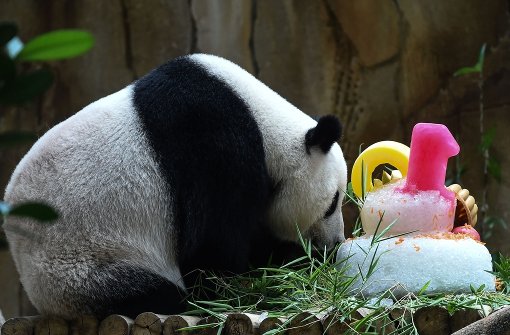 Der zehnte Geburtstag der Panda-Dame wird mit einer Eistorte versüßt. Foto: AFP