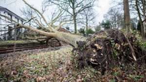 Sturmtief „Friederike“ hat in Deutschland zahlreiche Bäume entwurzelt. Foto: dpa