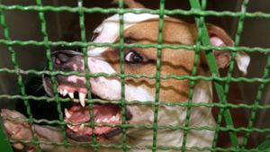 Sieht jedenfalls gefährlich aus: Pitbull-Terrier im Zwinger Foto: dpa