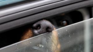 Polizeibeamte befreiten den „stark hechelnden Hund“ aus dem Auto. (Symbolbild) Foto: dpa/Stephan Jansen