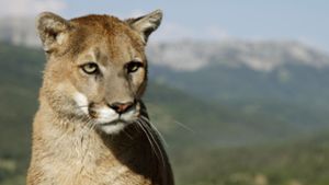 Der Puma könnte ebenfalls gefährlich sein, hatte die Direktorin des Zoos im Fernsehen gewarnt. (Symbolbild) Foto: dpa/Ronald Wittek