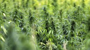 Vorsicht bei Cannabis-Aktien: Das Depot besser „breit“ aufstellen