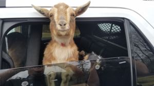 Eine Ziege hat man nicht aller Tage als Beifahrer in seinem Auto. Foto: Belfast Police Department/AP