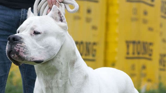 Argentinische Doggen verletzen Besitzer schwer