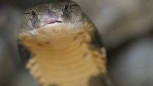 Ein Junge hat in Indien eine Kobra-Schlange totgebissen (Symbolbild). Foto: imago images/Nature Picture Library/Edwin Giesbers via www.imago-images.de