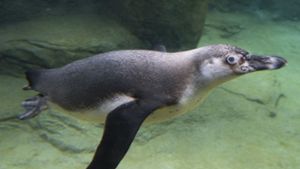 Ein Humboldt-Pinguin musste nach einem Brillen-Fauxpas operiert werden. (Symbolbild) Foto: dpa/Boris Roessler