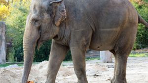 Die 48 Jahre alte Elefantendame Saida im Zoo Leipzig kommt bald nach Karlsruhe. (Archivbild) Foto: dpa/Melanie Ginzel