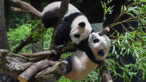 Die Panda-Zwillinge  Xiao Xiao und Lei Lei wurden erstmals der Öffentlichkeit präsentiert. Foto: dpa/Uncredited