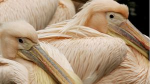 Ein Pelikan im Karlsruher Zoo könnte sich – nebst anderen Tieren – das Vogelgrippevirus eingefangen haben. (Symbolbild) Foto: dpa/A3512 Roland Weihrauch