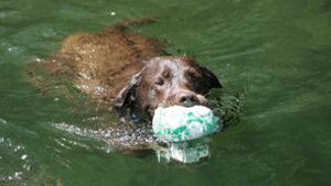Wo darf der Hund mit ins Wasser? Wir geben einen Überblick. (Symbolbild) Foto: imago images / Mika Volkmann/imago stock&people