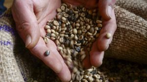 Kaffee wird wieder günstiger im Handel Foto: Simon Granville