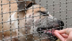 Der Staffordshire-Terrier-Mischling soll seine 27 und 52 Jahre alten Besitzer in ihrer Wohnung in einem Mehrfamilienhaus getötet haben. Foto: dpa