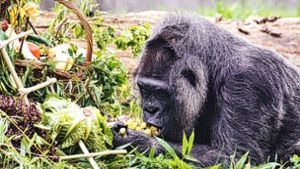 Gorilla Fatou feiert ihren 67. Geburtstag im Zoo Berlin. Foto: Paul Zinken/dpa