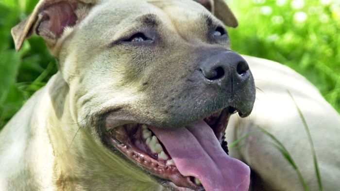 American Staffordshire beißt Mischlingshund tot