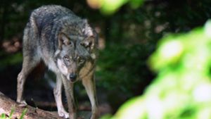 Ein Wolf im Wald (Symbolbild). Foto: Imago/Martin Wagner