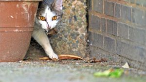 Streunende Katzen können Nachwuchs zeugen, der sich unter widrigen Bedingungen durchschlagen muss. Foto: dpa/Julian Stratenschulte