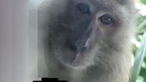 Gar nicht so schlecht gelungen ist dem Affen diese Selbstaufnahme mit dem geklauten Handy eines Studenten in Malaysia. Foto: dpa