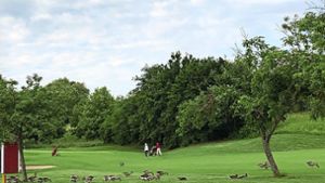 Die Gänse fühlen sich auf dem Golfplatz wohl – zum Leidwesen der Spieler. Foto: Marc-Frederik Elsäßer