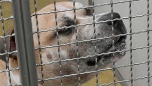Ein Staffordshire-Terrier-Mischling wird in einem Gehege im Tierheim Hannover von einer Mitarbeiterin gefüttert. Der Staffordshire-Terrier-Mischling soll seine 27 und 52 Jahre alten Besitzer in ihrer Wohnung in einem Mehrfamilienhaus getötet haben. Foto: dpa