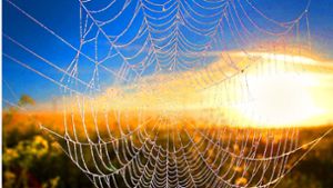Typisch Altweibersommer: Spinnennetz im Morgenlicht Foto: dpa/Karl-Josef Hildenbrand