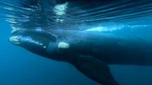 Indigene Völker im Südpazifik haben eine besondere Verbindung zu Walen. Foto: Maxi Jonas/AP/dpa