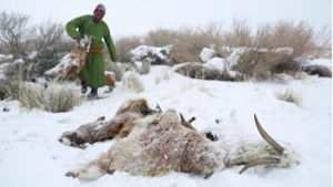 Auf einem Foto vom 6. April 2016 ist ein  Hirte zu sehen, der einen Viehkadaver entsorgt. Die Mongolei wurde 2015/2016 von einem extremen Wintereinbruch heimgesucht, dem mehr als 1,5 Millionen Nutztiere zum Opfer fielen. Foto: dpa/Davaanyam Delgerjargal