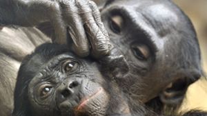 In der Silvesternacht starb ein Bonobo-Jungtier im Frankfurter Zoo. (Archivbild) Foto: dpa/Boris Roessler