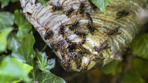 Wespenköniginnen beginnen mit der Suche nach einem geeigneten Nistplatz und dem Nestbau schon ab etwa Mitte April. Bis  zum Hochsommer wächst die Population auf  bis zu 7000 Insekten heran. Foto: Imago/Blickwinkel
