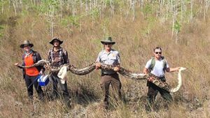 64 Kilogramm! Riesen-Python in Florida gefangen