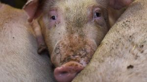 In Erligheim – hier ein Symbolfoto – sind mehrere Schweine verendet. Foto: dpa/Carmen Jaspersen