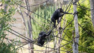 Im Leipziger Zoo hat es einen Zwischenfall gegeben, bei dem ein Schimpanse gestorben ist (Archivbild). Foto: imago/Stylbruch/Yvonne Fischer