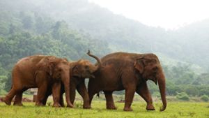In Thailand leben viele Elefanten in Gefangenschaft. Im „Elephant Nature Park“ bekommen einige von ihnen ein neues Zuhause. Foto: dpa