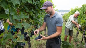 Michael Maier liest Trauben für seinen Portugieser Wein. Foto: Franziska Schmock