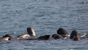 Die Chathaminseln sind ein schwieriger Ort, um auf Strandungen von Walen zu reagieren. (Symbolbild) Foto: imago/blickwinkel/AGAMI/H. Harrop