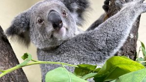 Seit dem Sommer gibt es in der Wilhelma in der Terra Australis auch die putzigen Koalas zu bestaunen. Foto: Wilhelma Stuttgart/Marcel Schneider