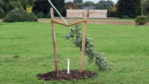Der erst Anfang September gepflanzte Gedenkbaum sollte an den Blumenhändler Enver Simsek aus Hessen erinnern. Foto: dpa
