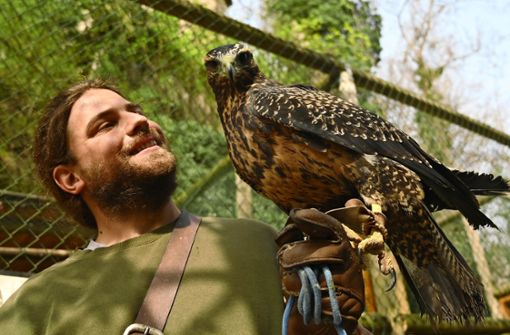 Silvan Kaltenleitner und das neue Adlermädchen Inka kennen sich schon gut. Im Winter geht er mit den Vögeln spazieren. Foto:  