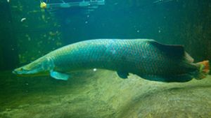 Die südamerikanischen Raubfische Arapaimas werden bis zu 2,50 Metern lang und  mehr als 150 Kilogramm schwer. Foto: dpa/Zoo Duisburg