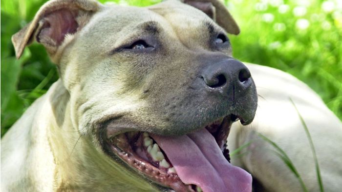 Kampfhund beißt Yorkshire Terrier tot